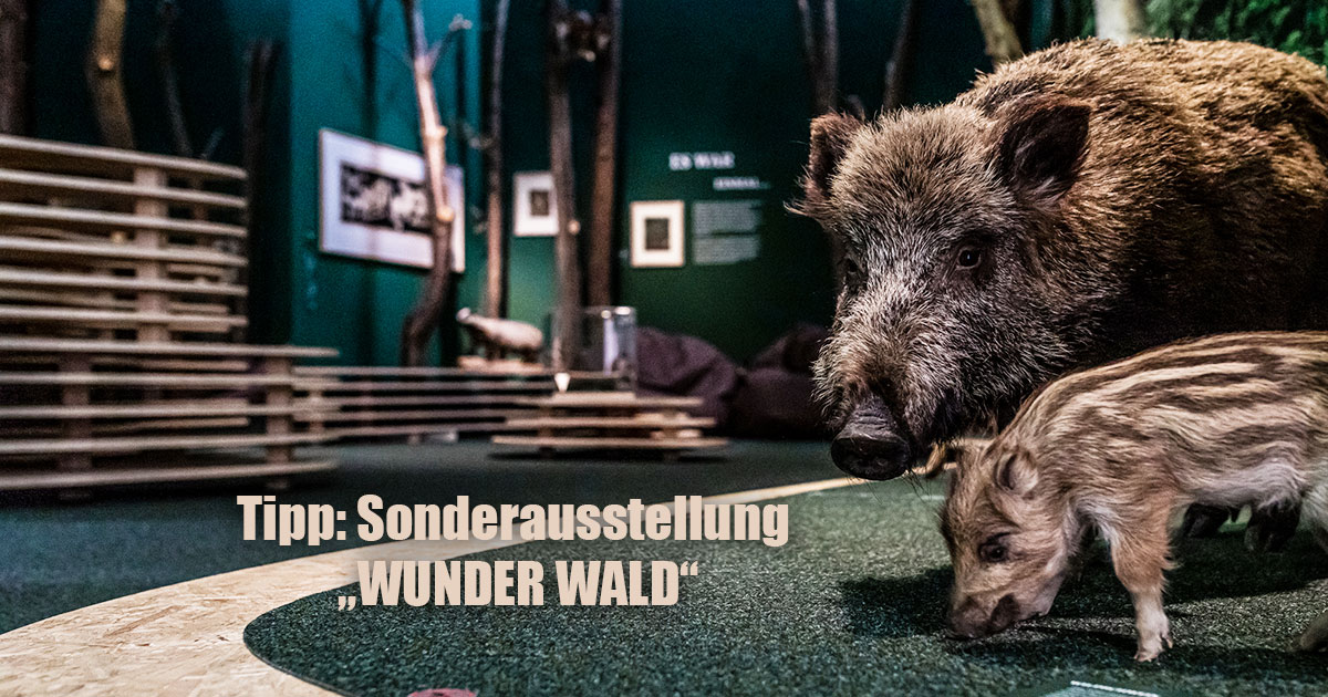 SONDERAUSSTELLUNG „WUNDER WALD MUSEUM HSK.NEWS BRILON TOTALLOKAL