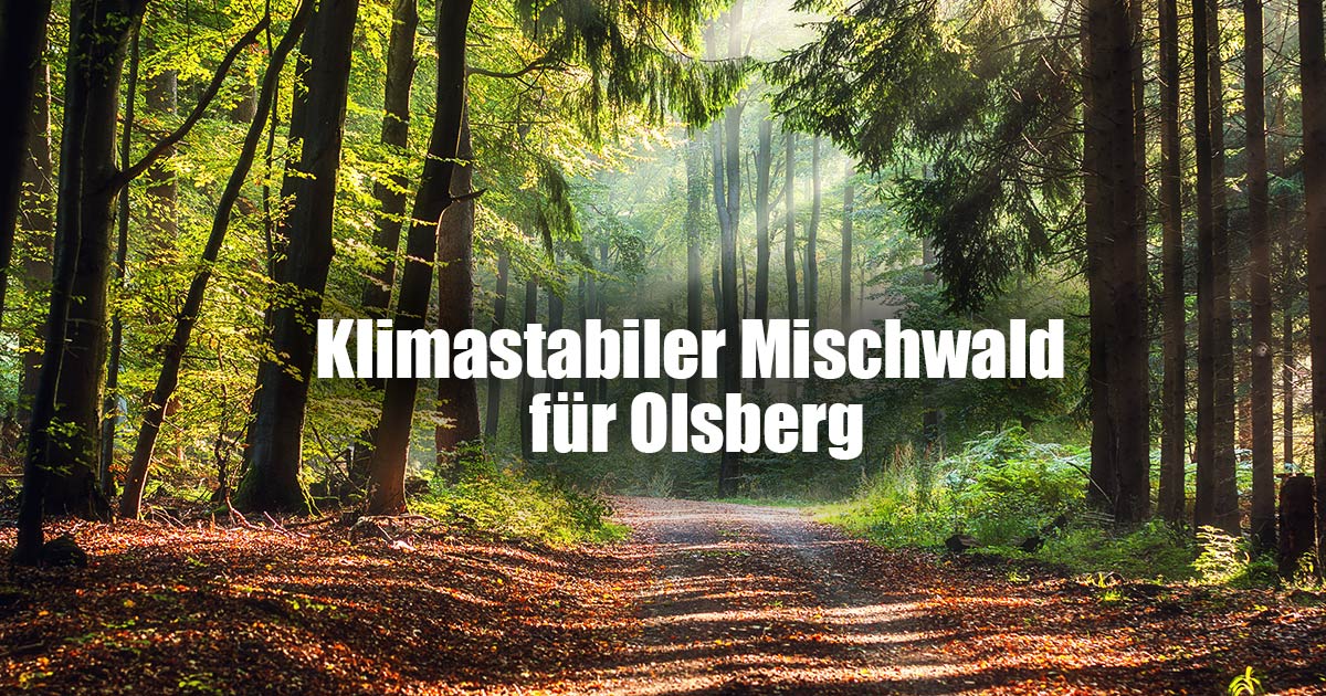 KLIMASTABILER MISCHWALD FUER OLSBERG