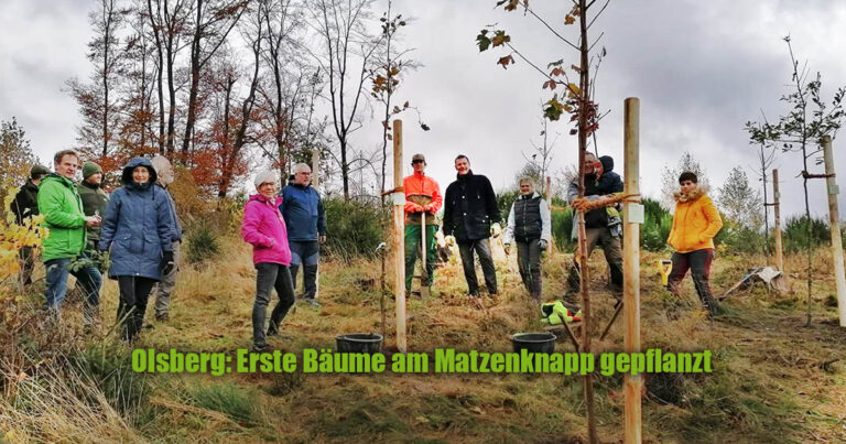 ERSTE BAEUME AM MATZENKNAPP GEPFLANZT