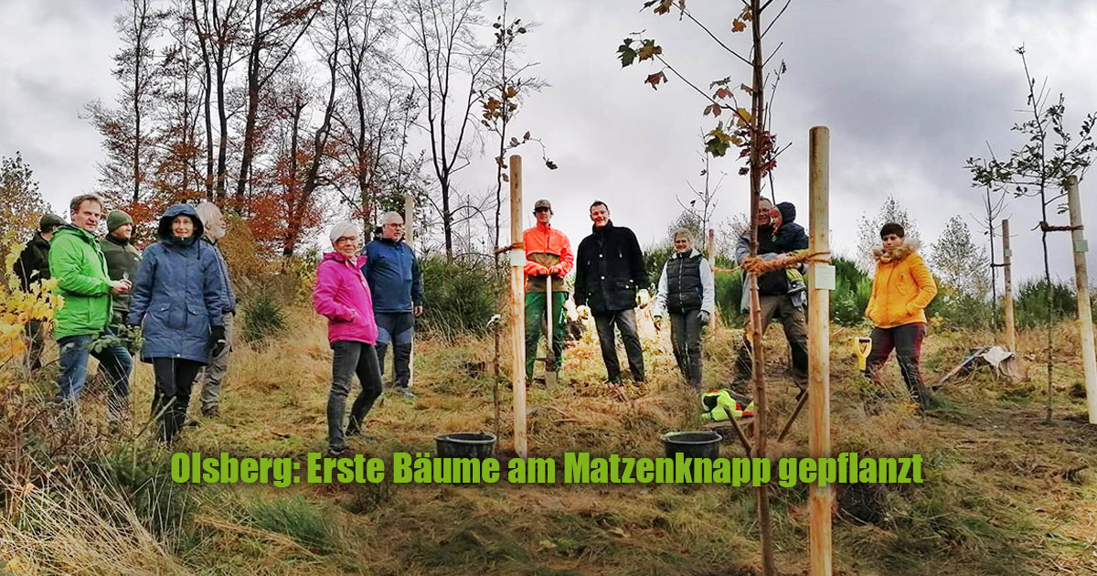 ERSTE BAEUME AM MATZENKNAPP GEPFLANZT