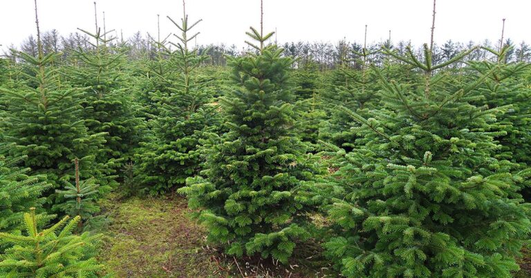 WEIHNACHTSBAUM