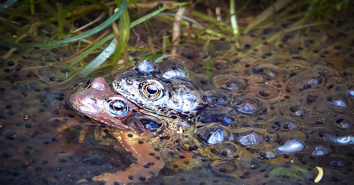 AMPHIBIEN