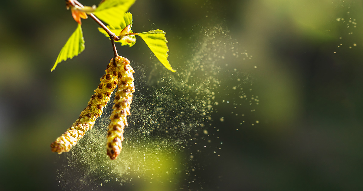 HEUSCHNUPFEN: AGGRESSIVE POLLEN DURCH LUFTVERSCHMUTZUNG