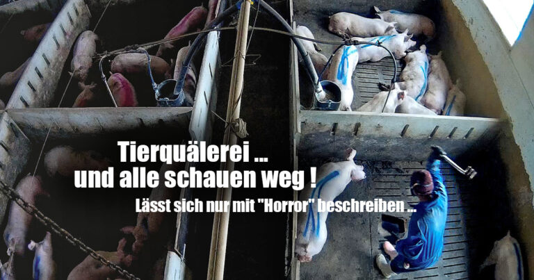 SCHOCKIERENDE AUFNAHMEN AUS SCHWEINEMAST