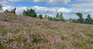 Heideblüte